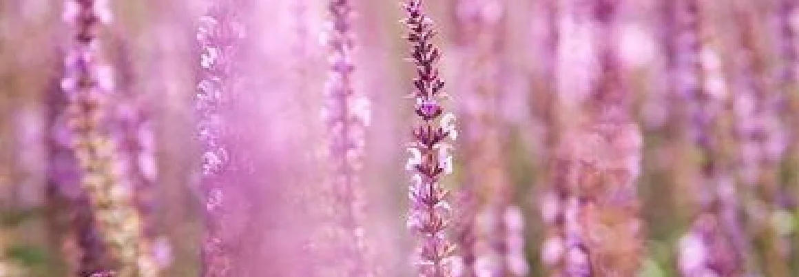 Violette Blüten in Nahaufnahme.